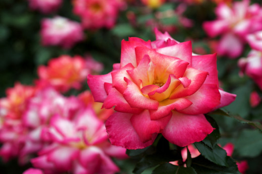 631869 (a): :3200x2125